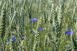 Champ de blé fleurs de bleuet