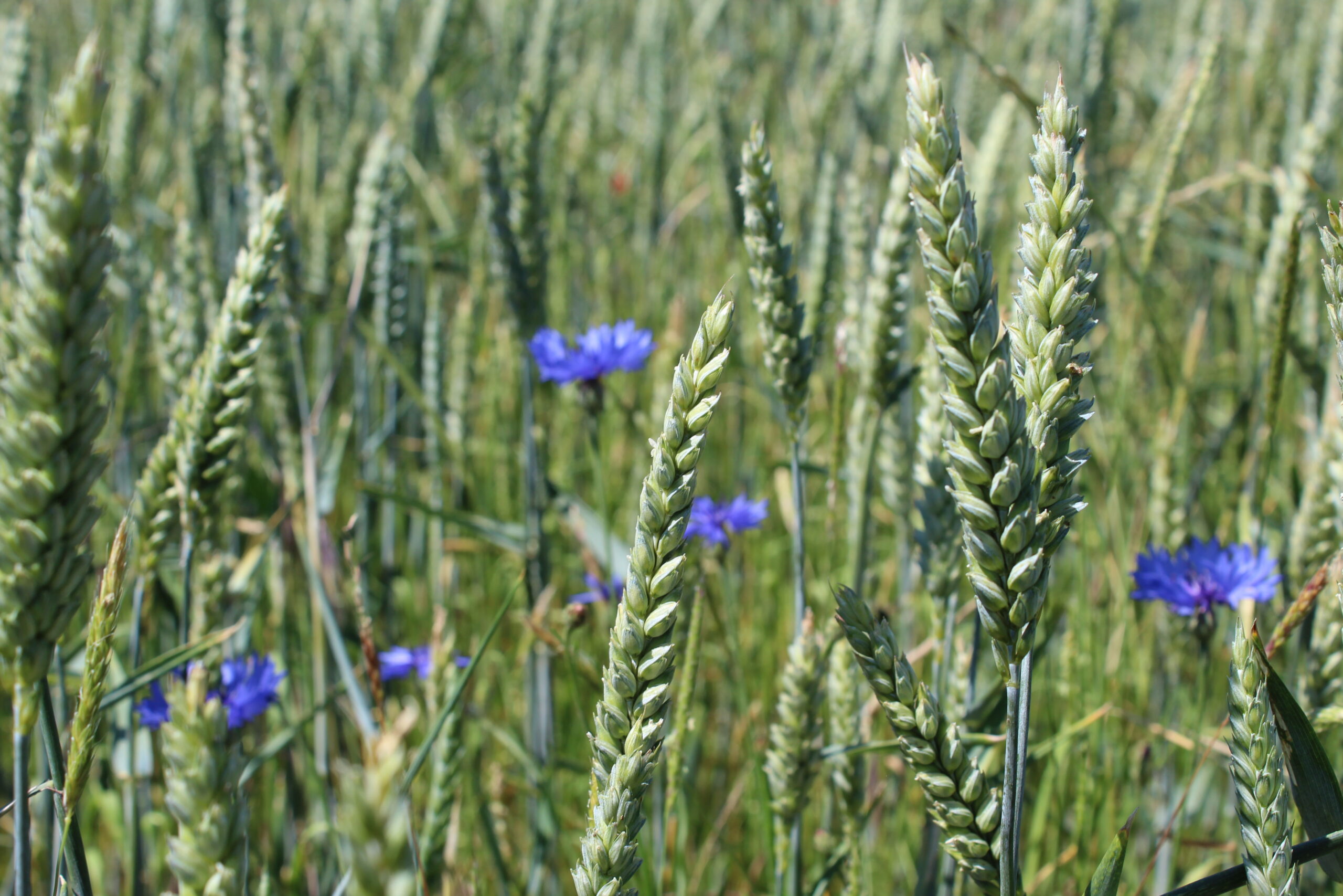 Champ de blé fleurs de bleuet